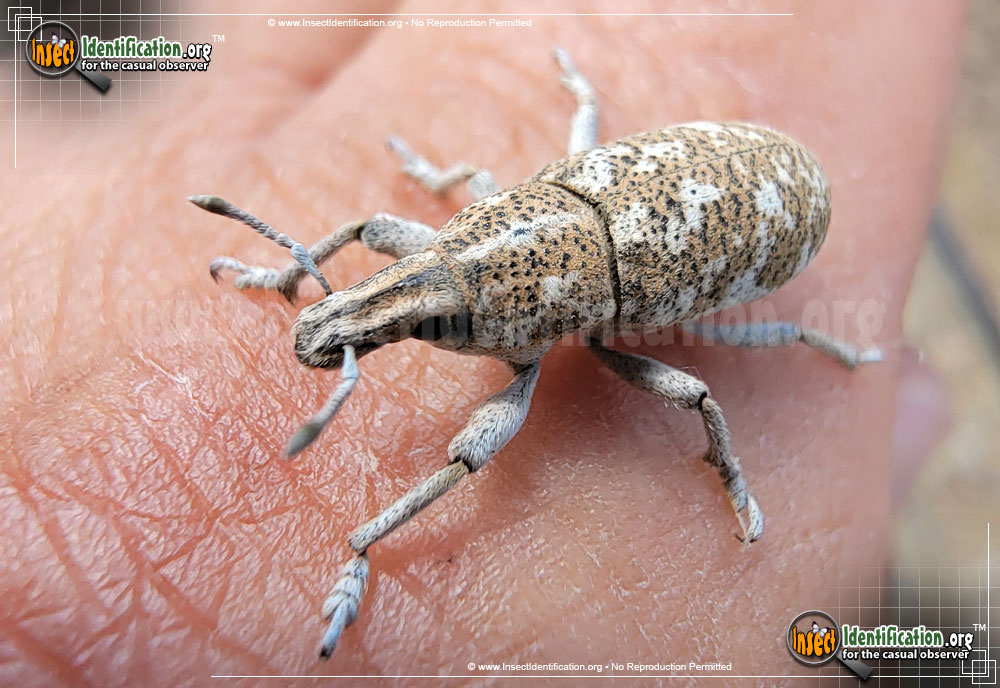 Full-sized image of the Knapweed-Root-Weevil-Beetle
