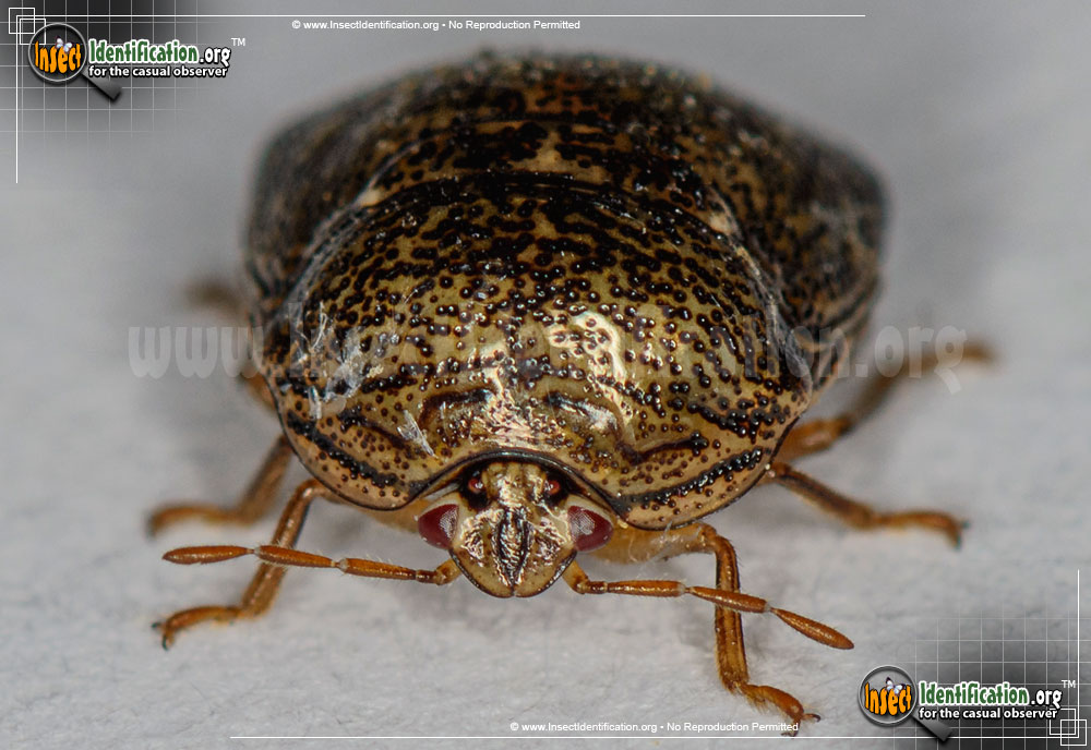 Full-sized image #2 of the Kudzu-Bug