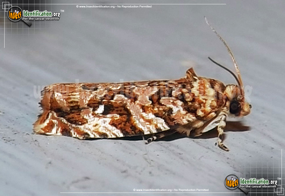 Full-sized image of the Labyrinth-Moth