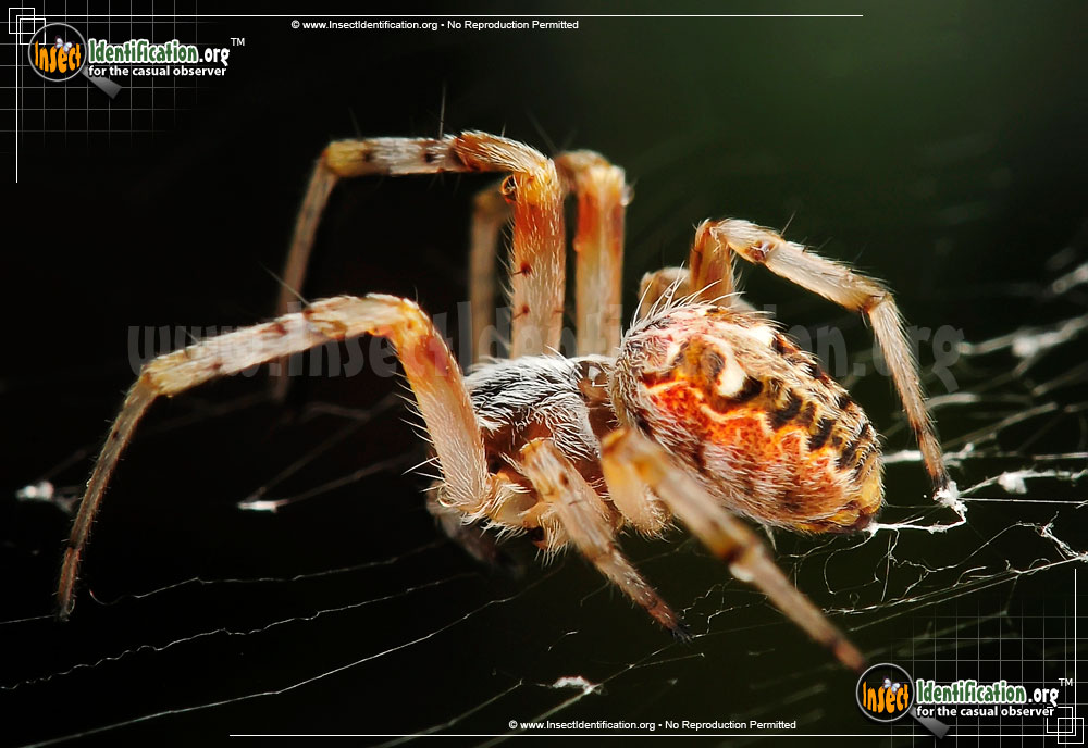 Full-sized image #3 of the Labyrinthine-Orb-Weaver-Spider