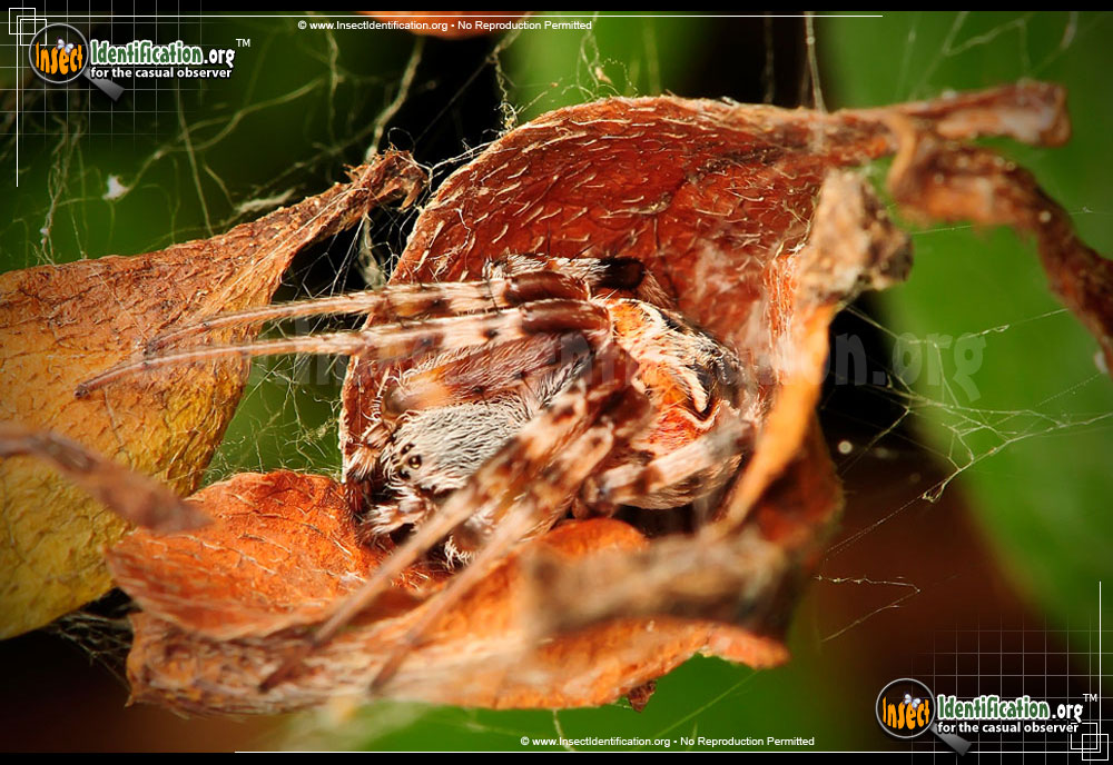 Full-sized image #10 of the Labyrinthine-Orb-Weaver-Spider