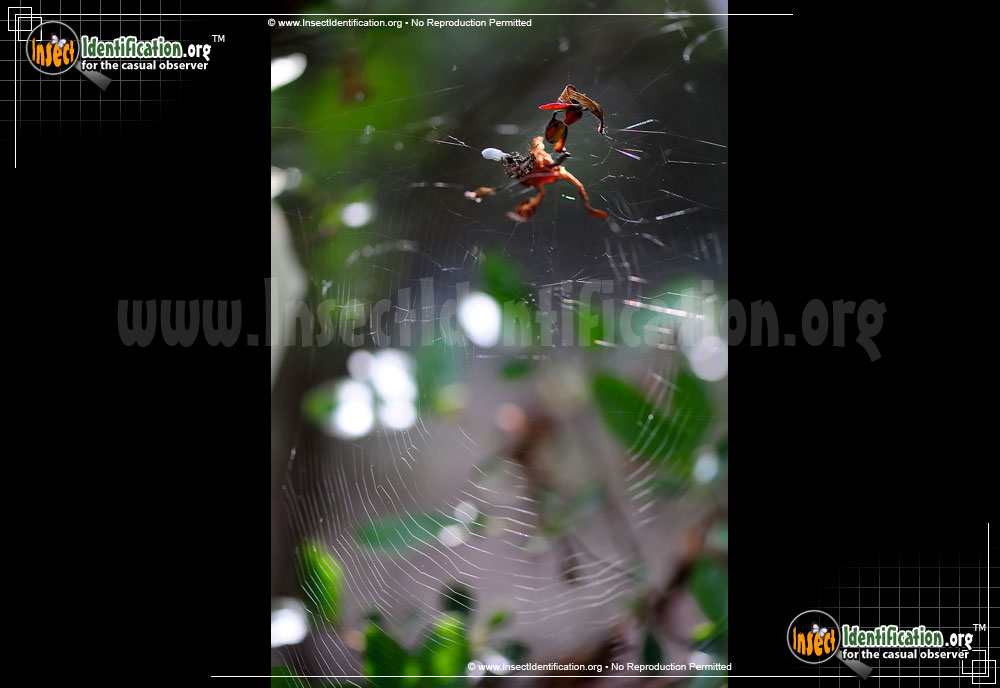 Full-sized image #4 of the Labyrinthine-Orb-Weaver-Spider