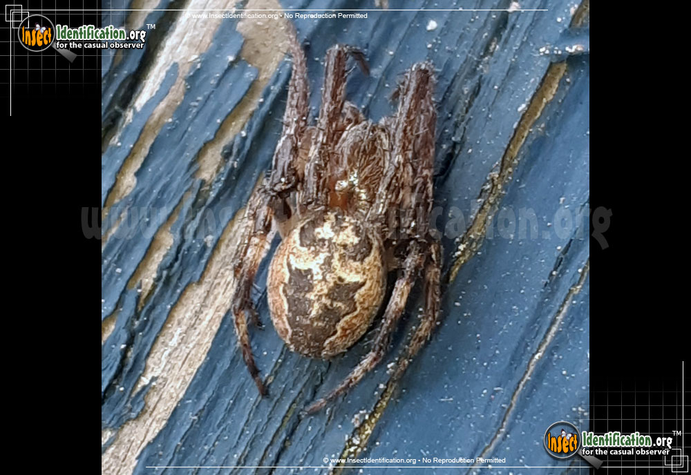 Full-sized image #12 of the Labyrinthine-Orb-Weaver-Spider