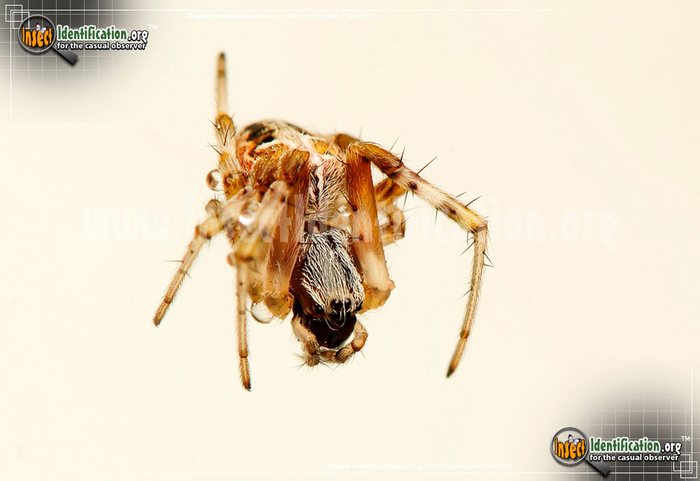 Full-sized image #7 of the Labyrinthine-Orb-Weaver-Spider