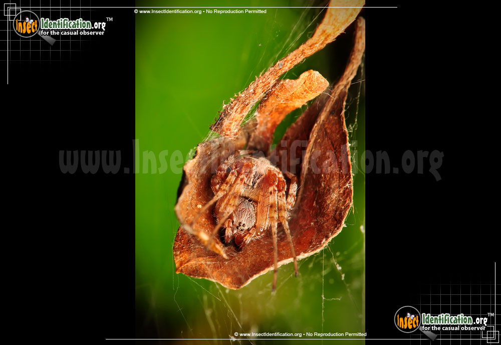 Full-sized image #8 of the Labyrinthine-Orb-Weaver-Spider