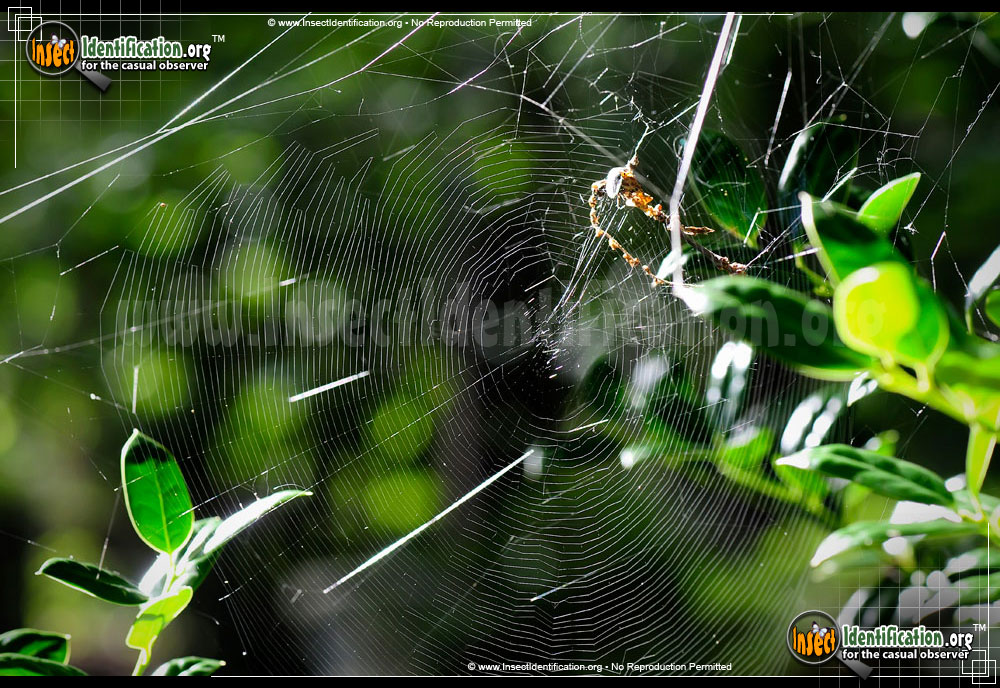 Full-sized image #5 of the Labyrinthine-Orb-Weaver-Spider