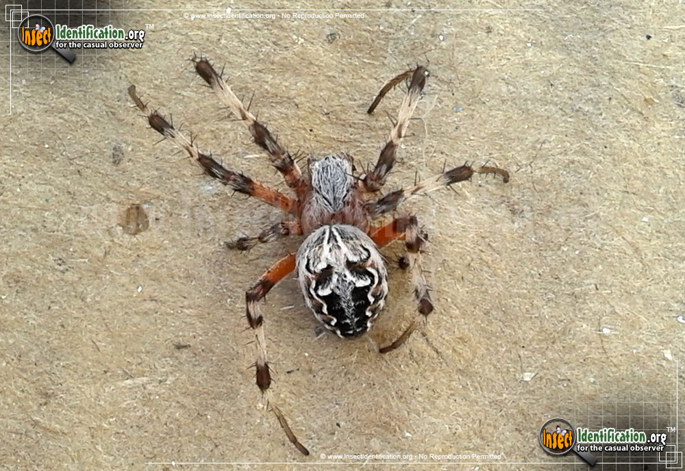 Full-sized image of the Labyrinthine-Orb-Weaver-Spider