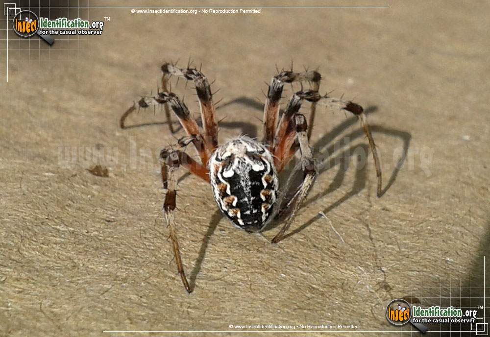 Full-sized image #2 of the Labyrinthine-Orb-Weaver-Spider