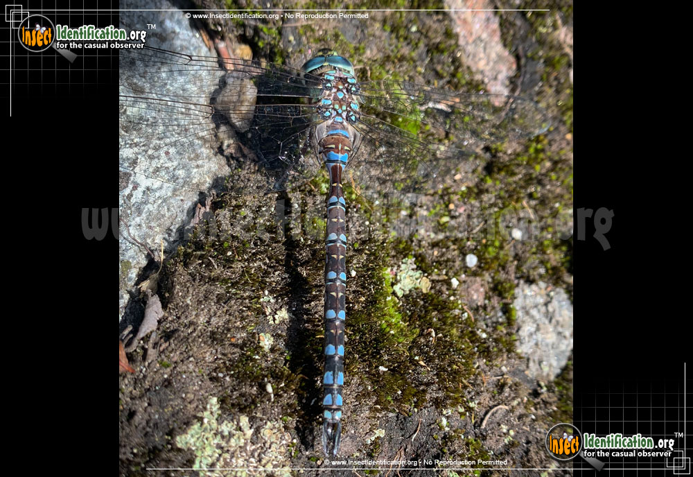 Full-sized image of the Lake-Darner-Dragonfly