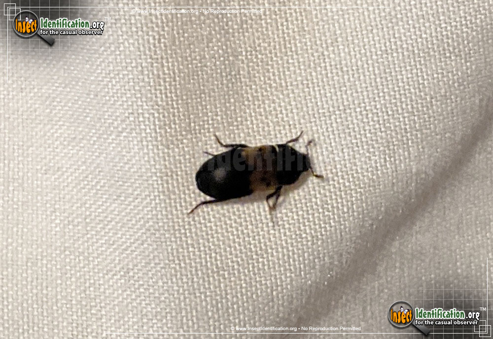 Full-sized image #2 of the Larder-Beetle