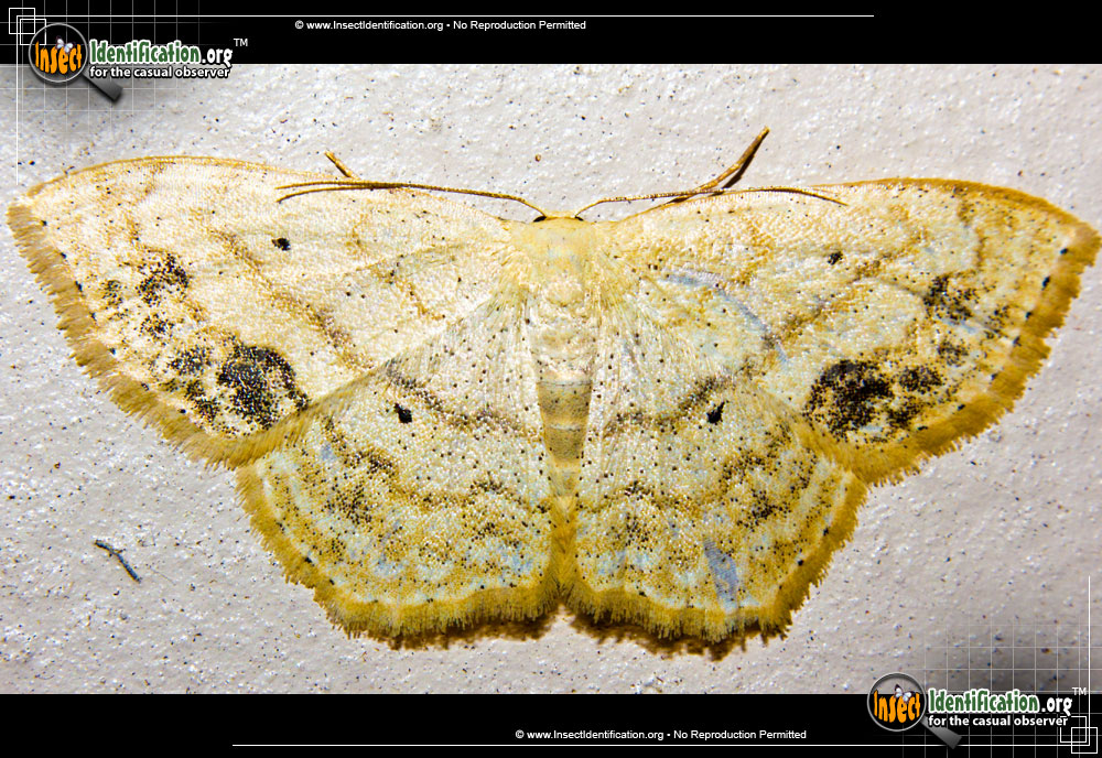 Full-sized image of the Large-Lace-Border-Moth