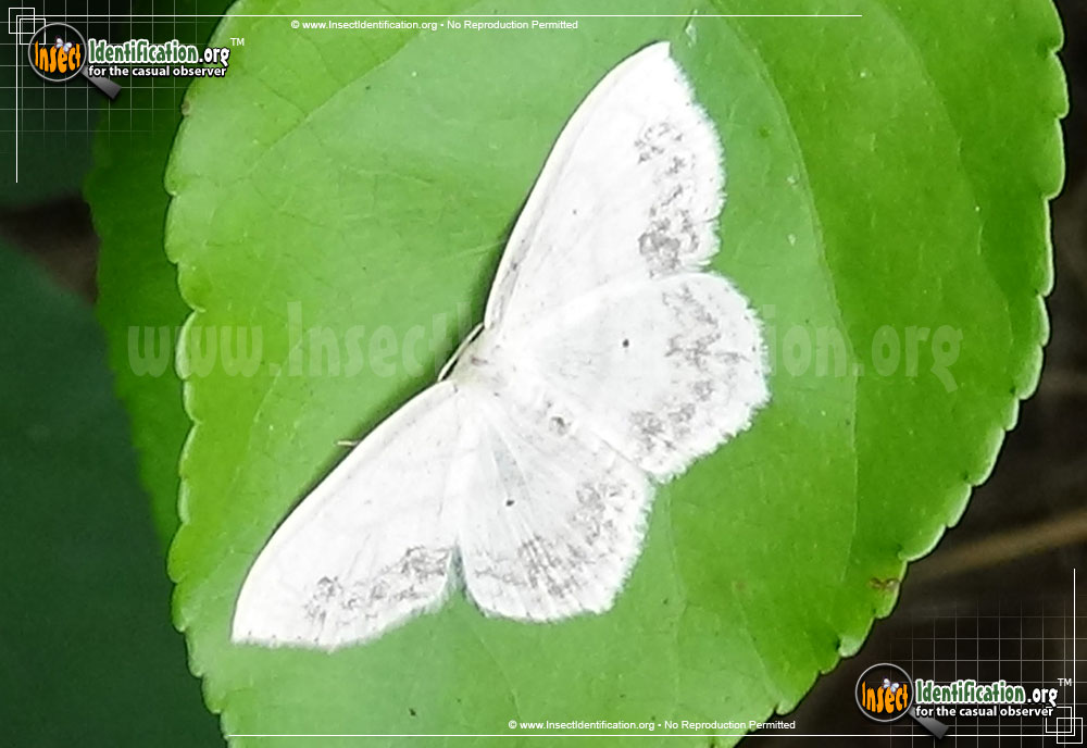 Full-sized image #4 of the Large-Lace-Border-Moth