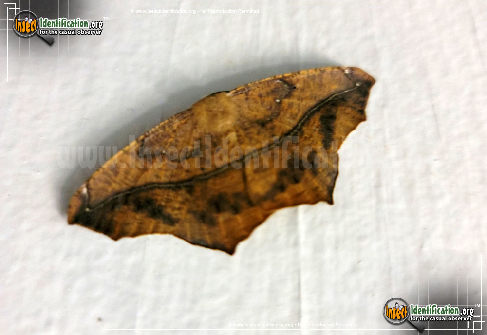 Full-sized image #3 of the Large-Maple-Spanworm-Moth