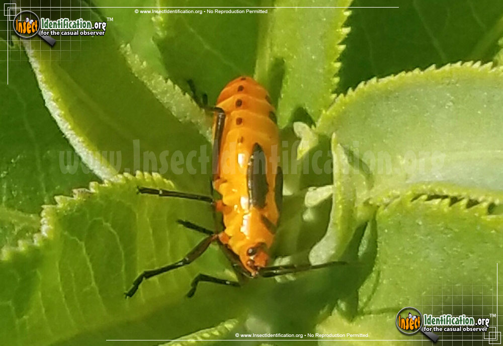 Full-sized image #10 of the Large-Milkweed-Bug