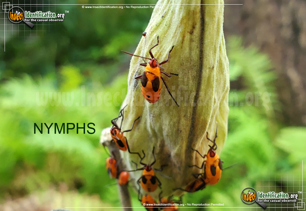 Full-sized image #13 of the Large-Milkweed-Bug