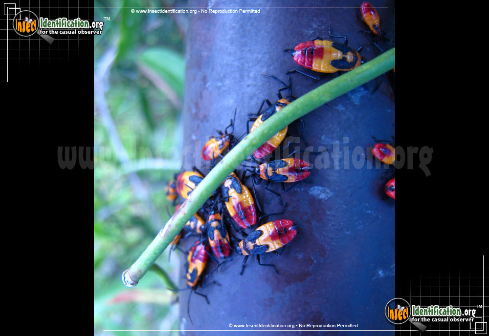 Full-sized image #2 of the Large-Milkweed-Bug