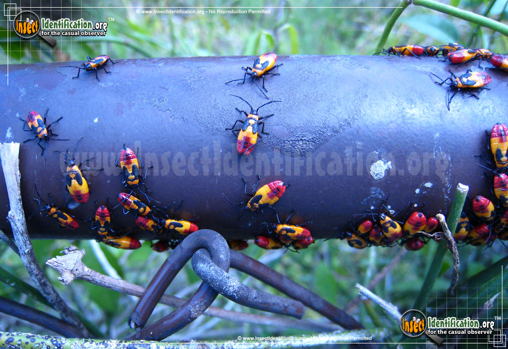 Full-sized image #8 of the Large-Milkweed-Bug
