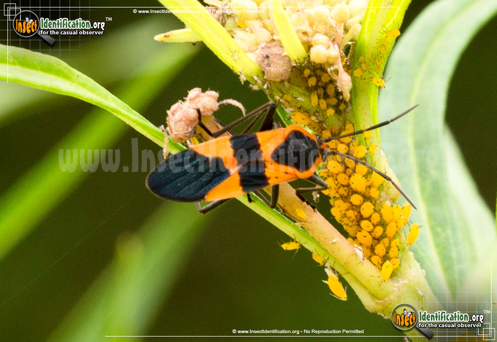 Full-sized image #3 of the Large-Milkweed-Bug