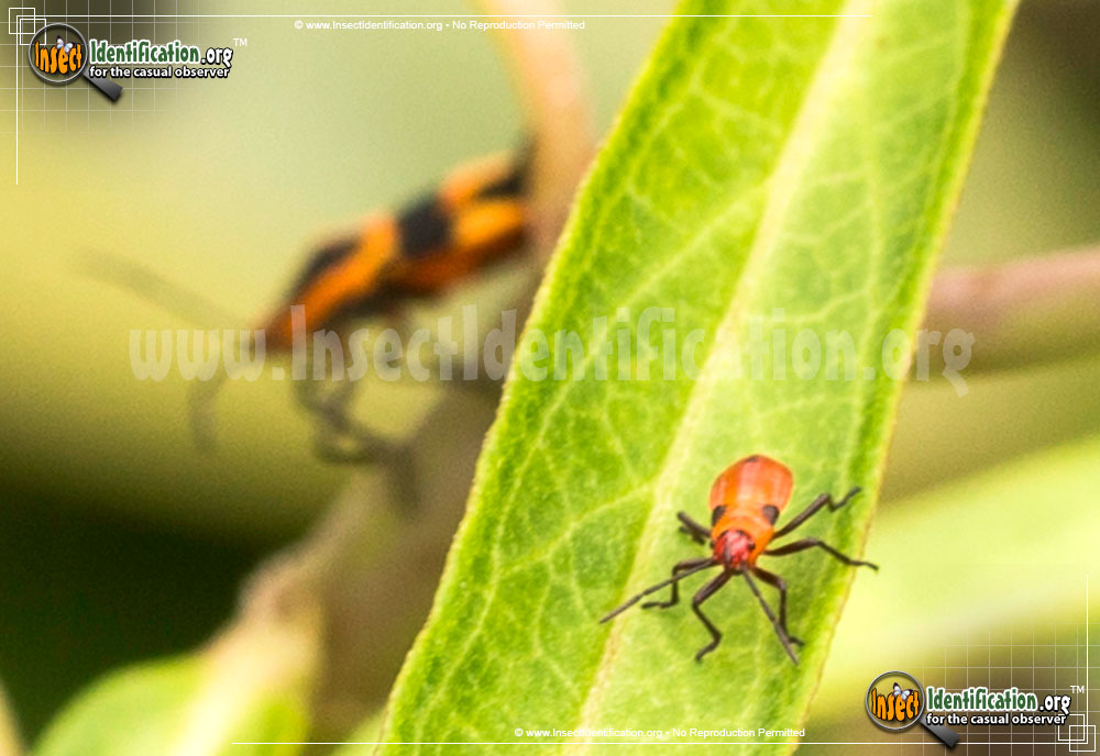 Full-sized image #4 of the Large-Milkweed-Bug