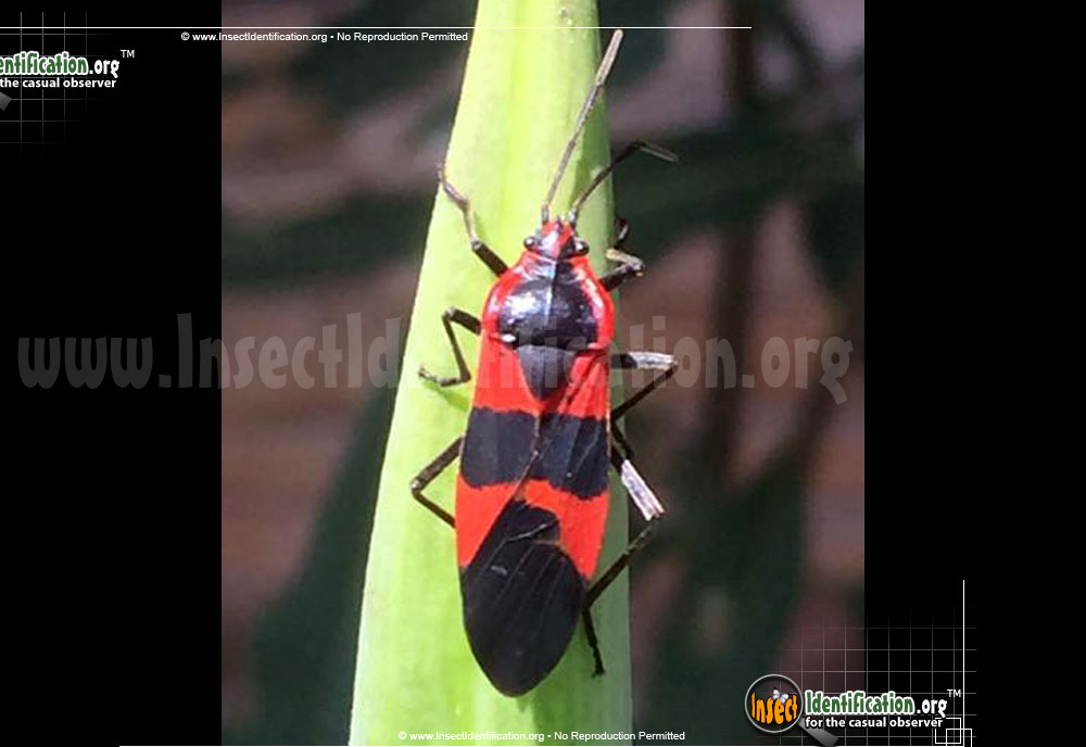 Full-sized image #7 of the Large-Milkweed-Bug
