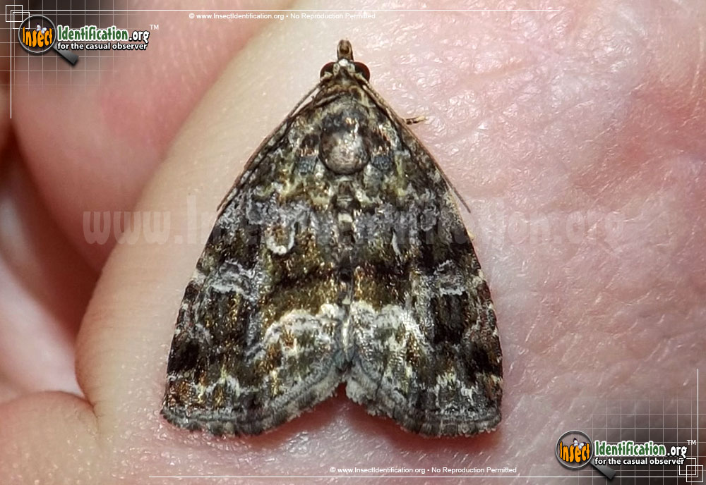 Full-sized image of the Large-Mossy-Lithacodia-Moth