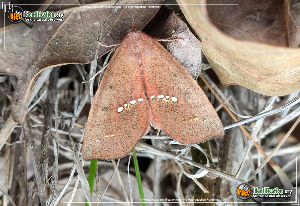 Full-sized image of the Large-Necklace-Moth