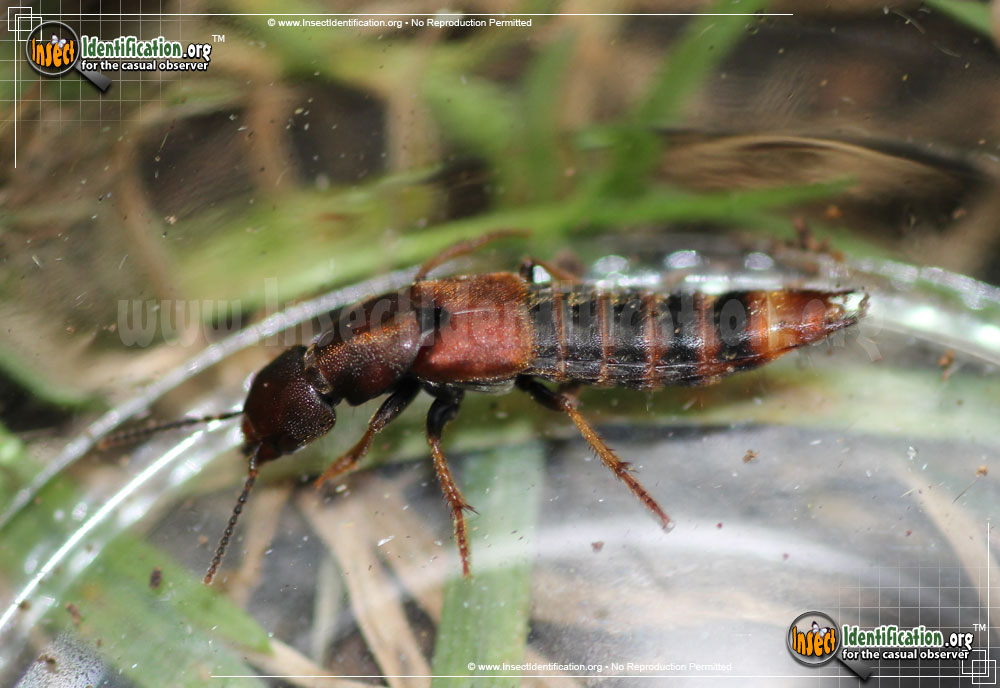 Full-sized image of the Large-Rove-Beetle-Platydracus-cinnamopterus