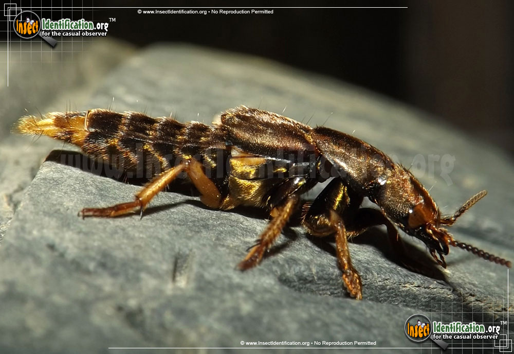 Full-sized image of the Large-Rove-Beetle