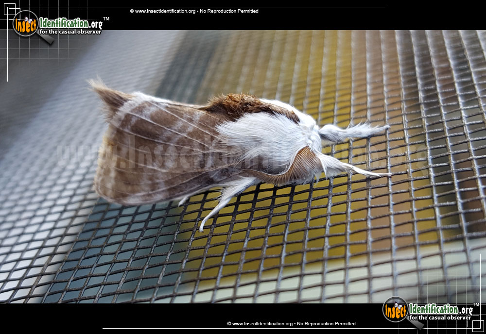 Full-sized image #3 of the Large-Tolype-Moth