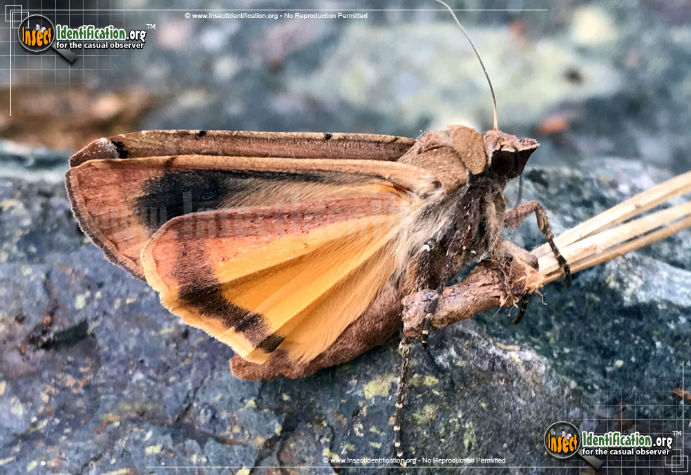Full-sized image #3 of the Large-Yellow-Underwing-Moth