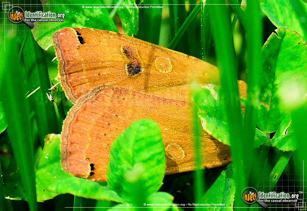 Full-sized image #4 of the Large-Yellow-Underwing-Moth