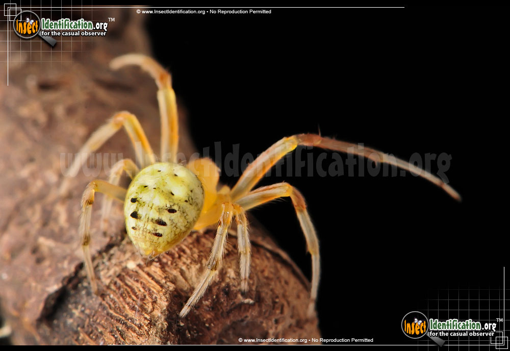 Full-sized image #10 of the Lattice-Orb-Weaver-Spider