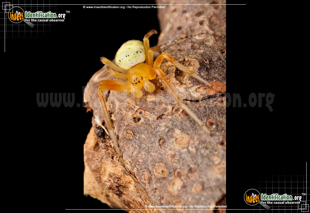 Full-sized image #11 of the Lattice-Orb-Weaver-Spider