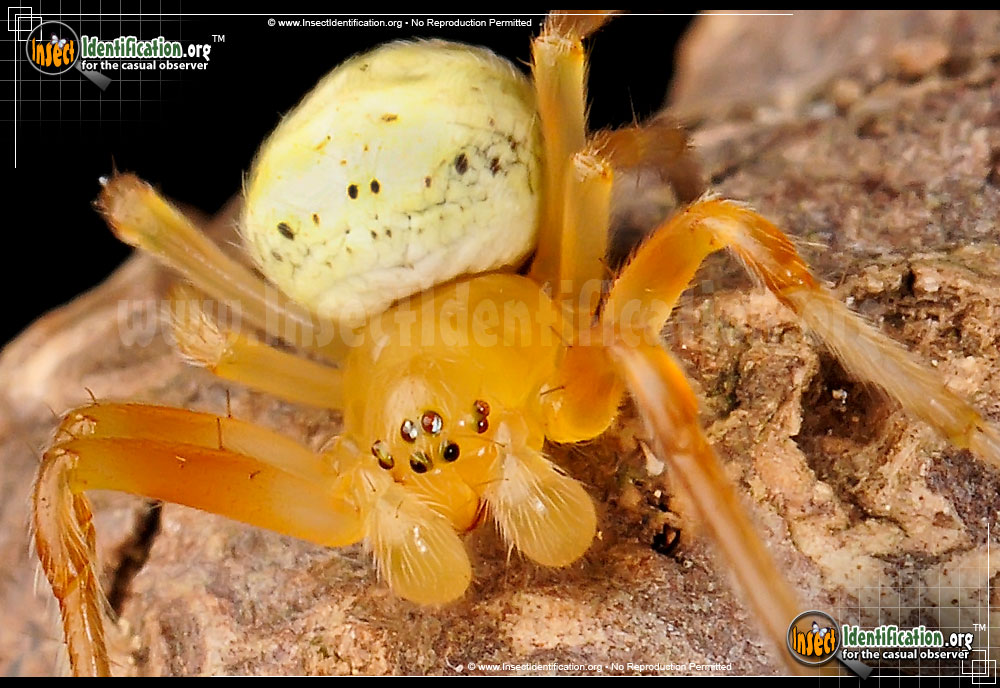 Full-sized image #12 of the Lattice-Orb-Weaver-Spider