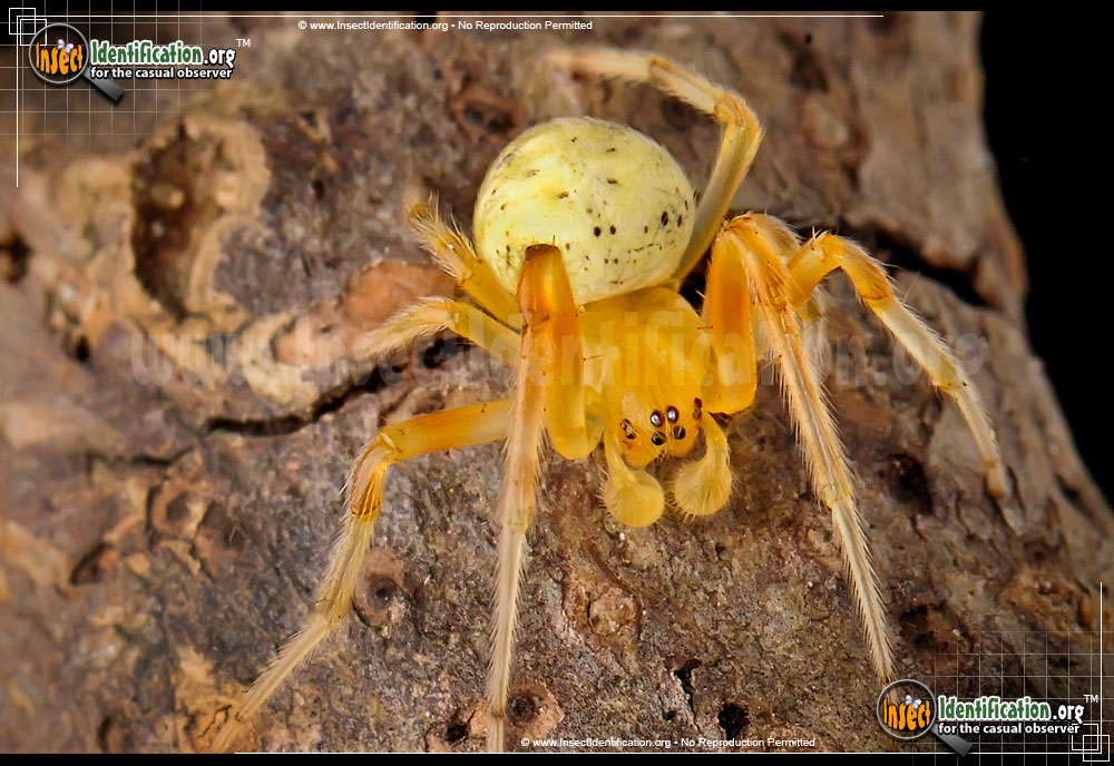 Full-sized image of the Lattice-Orb-Weaver-Spider