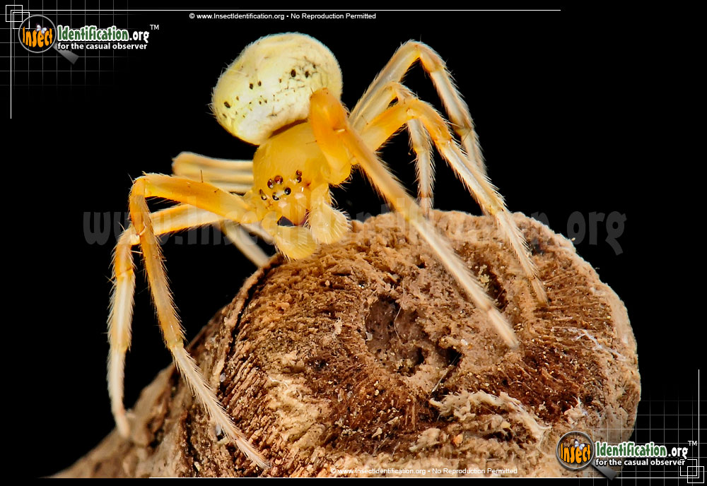 Full-sized image #14 of the Lattice-Orb-Weaver-Spider