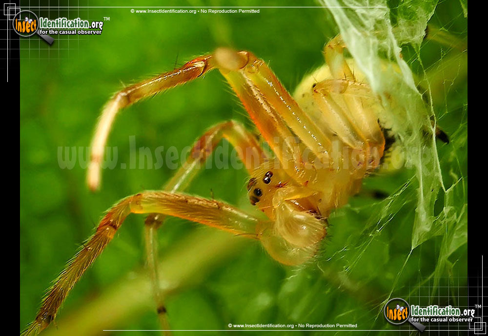 Full-sized image #13 of the Lattice-Orb-Weaver-Spider