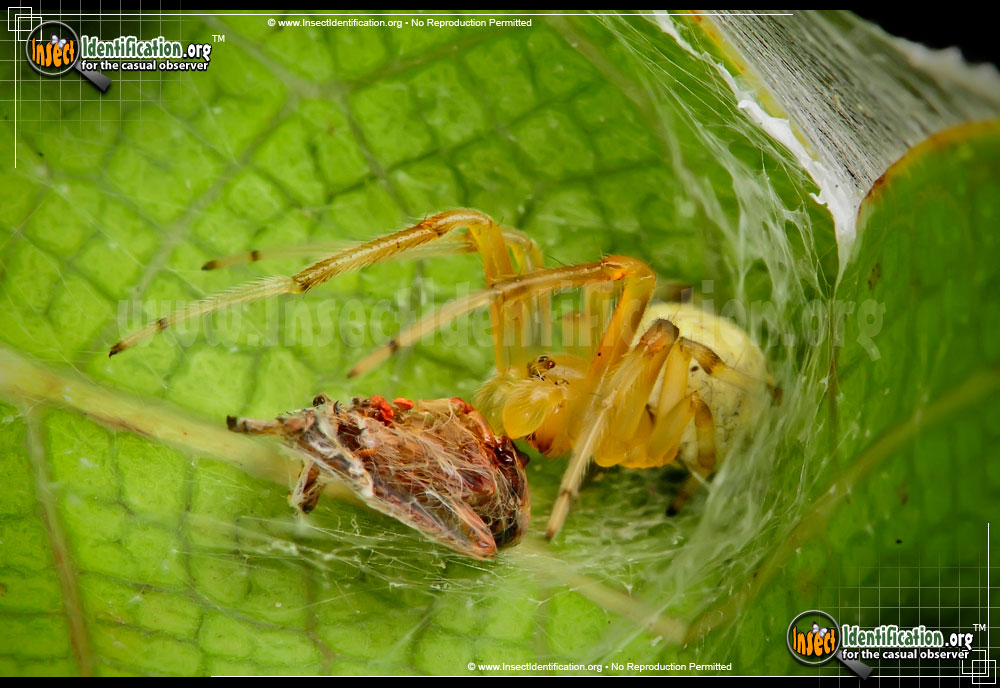 Full-sized image #7 of the Lattice-Orb-Weaver-Spider