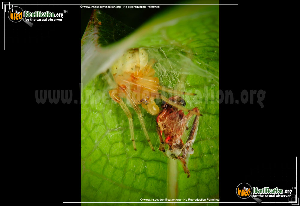 Full-sized image #8 of the Lattice-Orb-Weaver-Spider