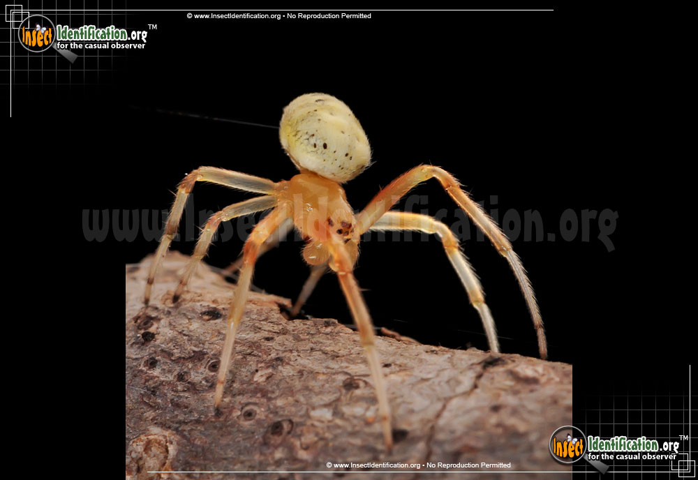 Full-sized image #9 of the Lattice-Orb-Weaver-Spider