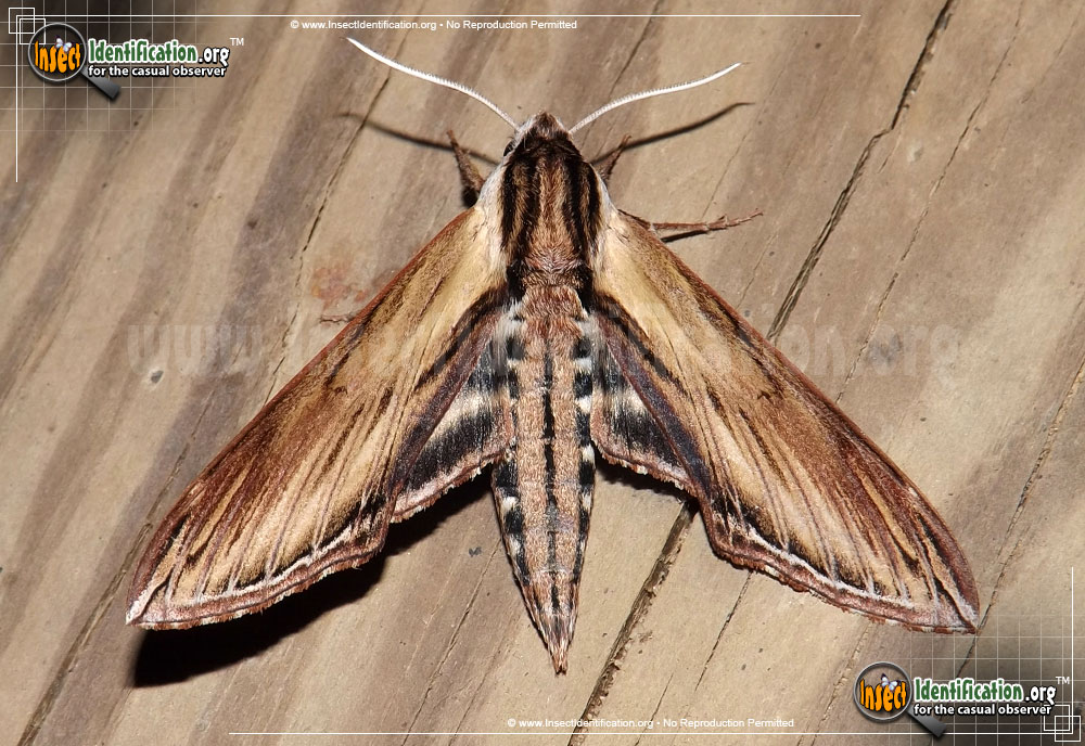 Full-sized image of the Laurel-Sphinx-Moth