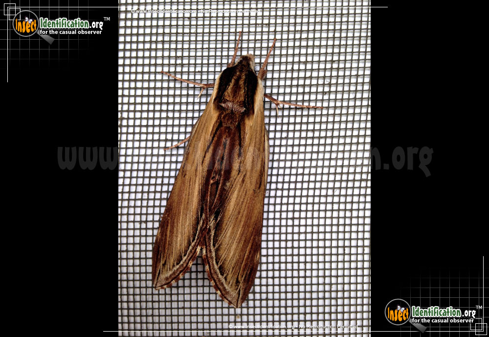 Full-sized image #5 of the Laurel-Sphinx-Moth