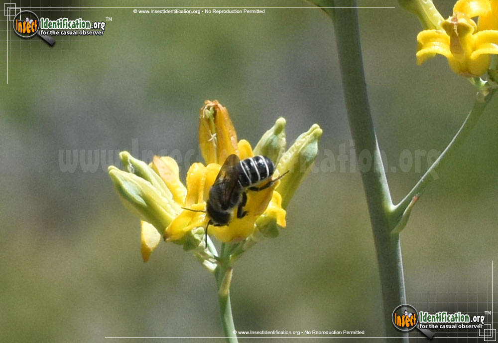 Full-sized image of the Leaf-Cutter-Bee-Megachile