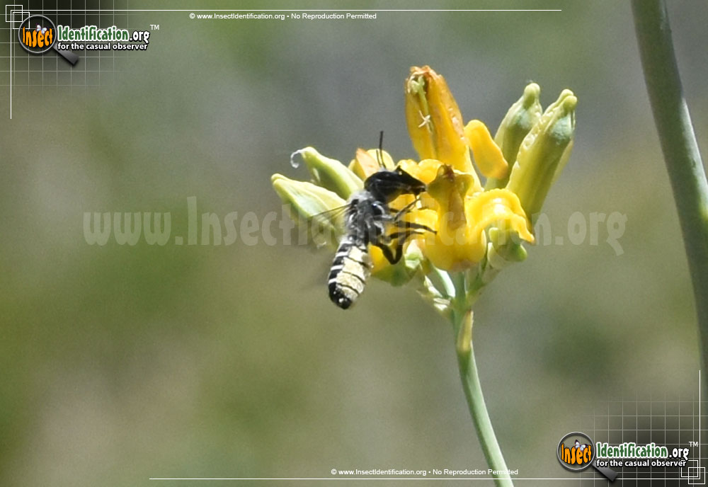 Full-sized image #2 of the Leaf-Cutter-Bee-Megachile