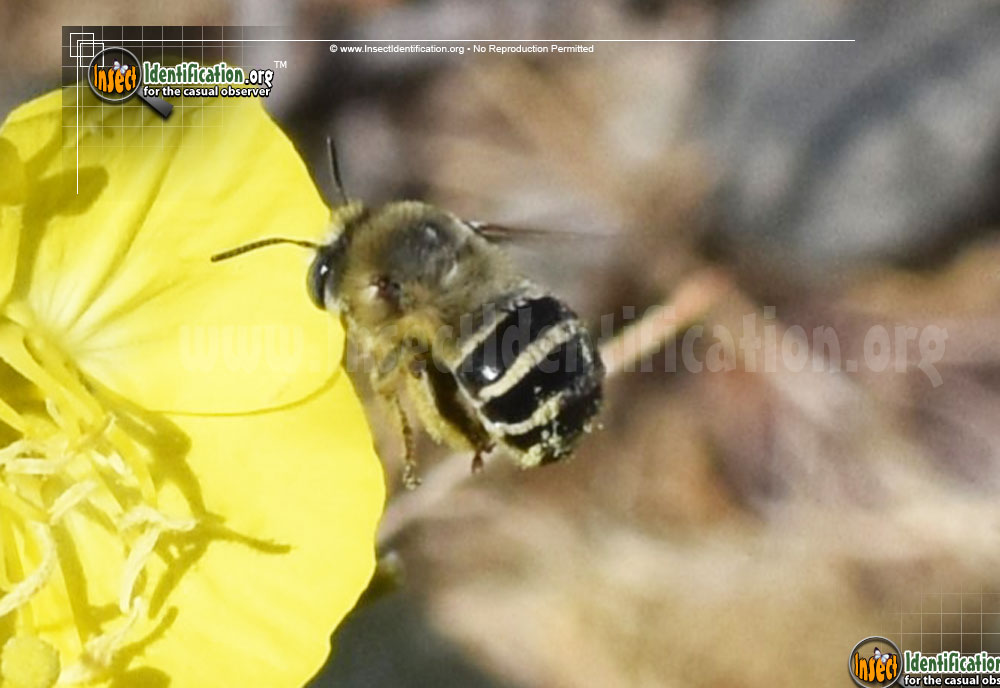 Full-sized image #4 of the Leaf-Cutter-Bee-Megachile