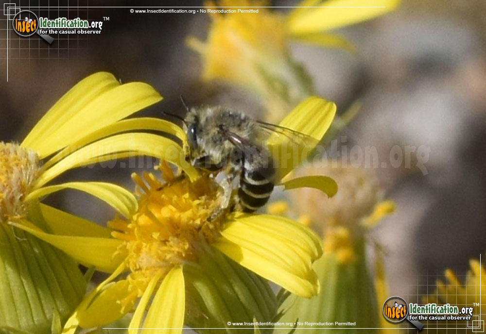 Full-sized image #5 of the Leaf-Cutter-Bee-Megachile