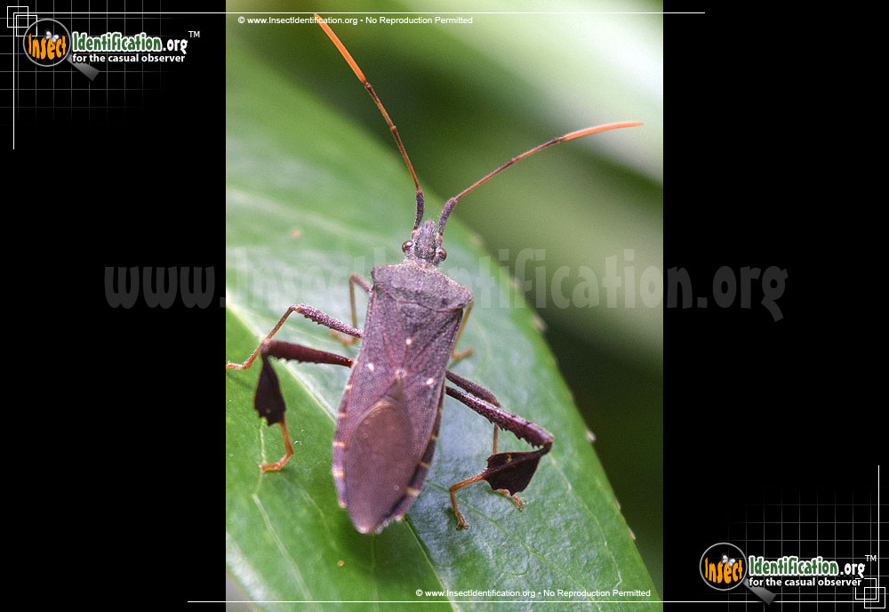 Full-sized image of the Leaf-Footed-Bug-Leptoglossus-Oppositus