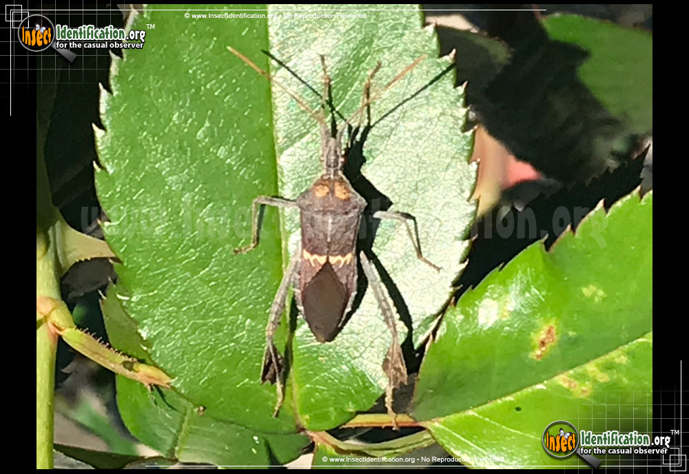 Full-sized image #2 of the Leaf-Footed-Bug-Leptoglossus-Zonatus