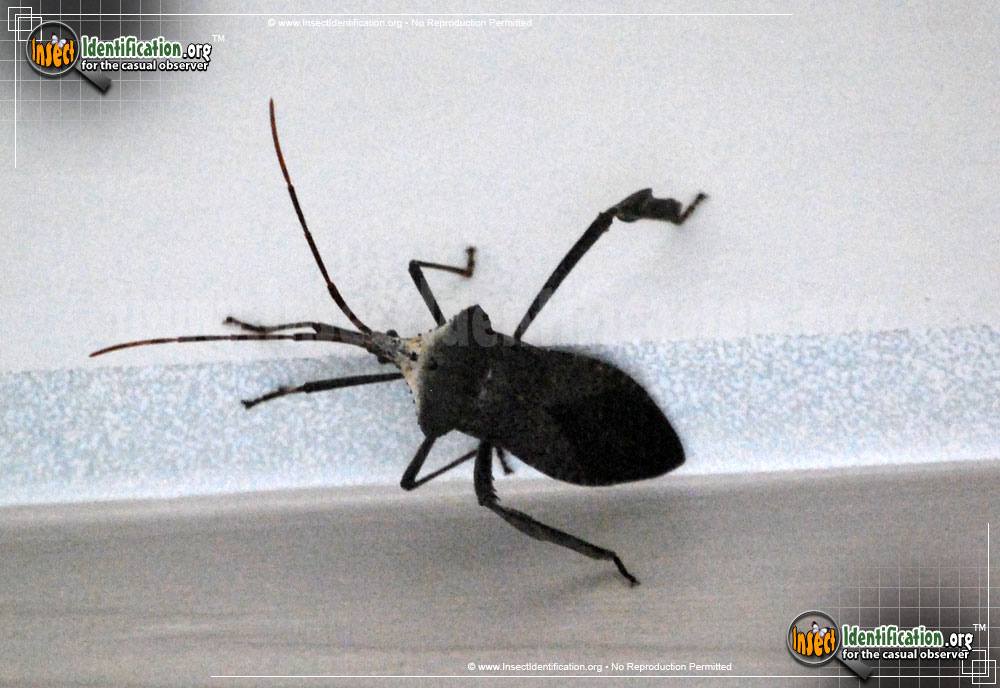 Full-sized image #10 of the Leaf-Footed-Bug