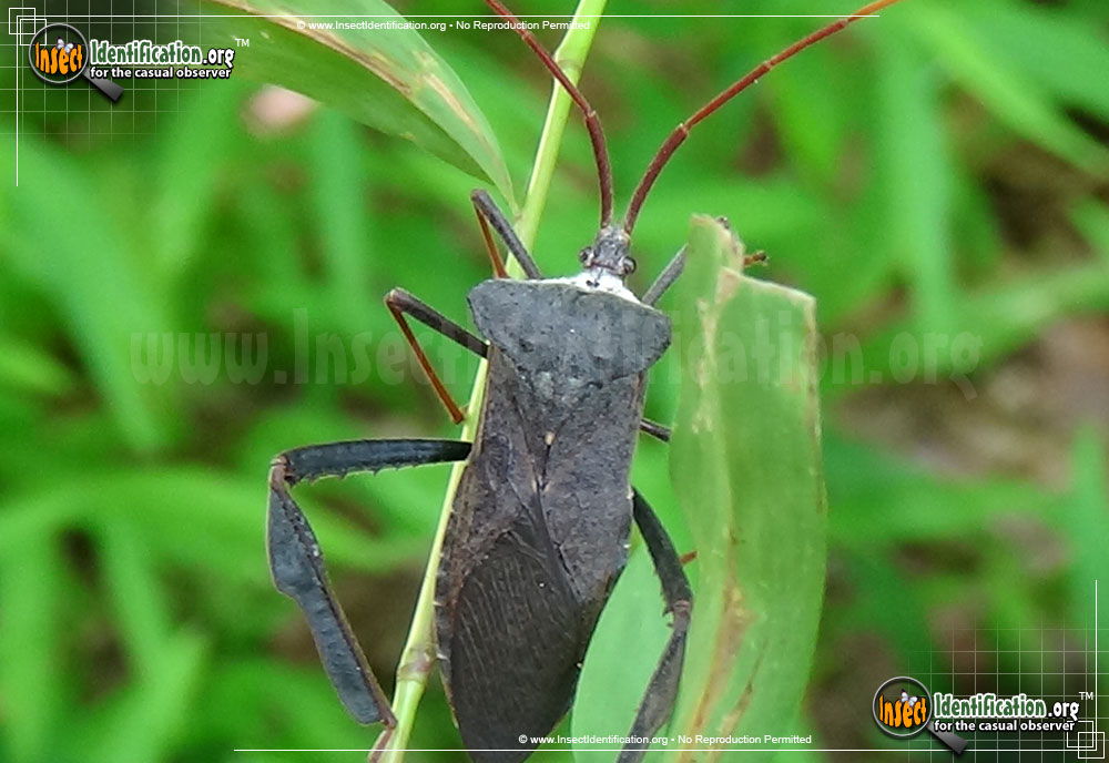 Full-sized image #2 of the Leaf-Footed-Bug